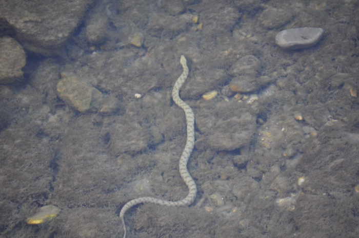 che razza di serpente �?